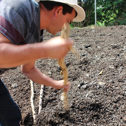 農園の腐葉土などが積み重なった土壌