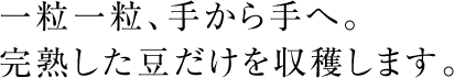 一粒一粒、手から手へ。完熟した豆だけを収穫します。