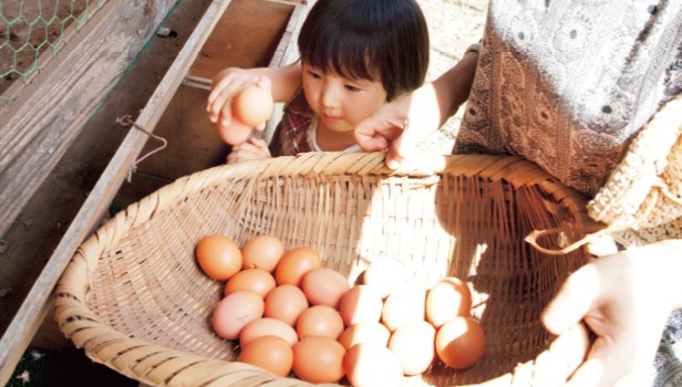 卵の収穫をする子ども