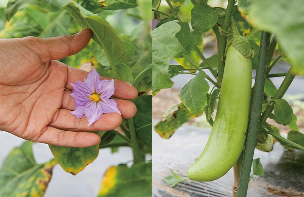 茄子の花と茄子